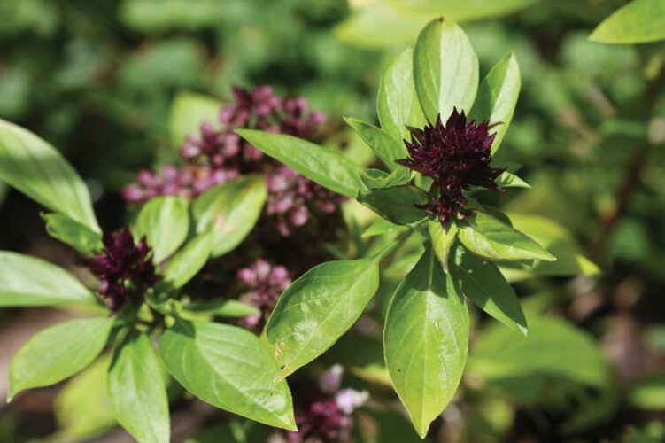 Herb Basics: An Introduction to Basil